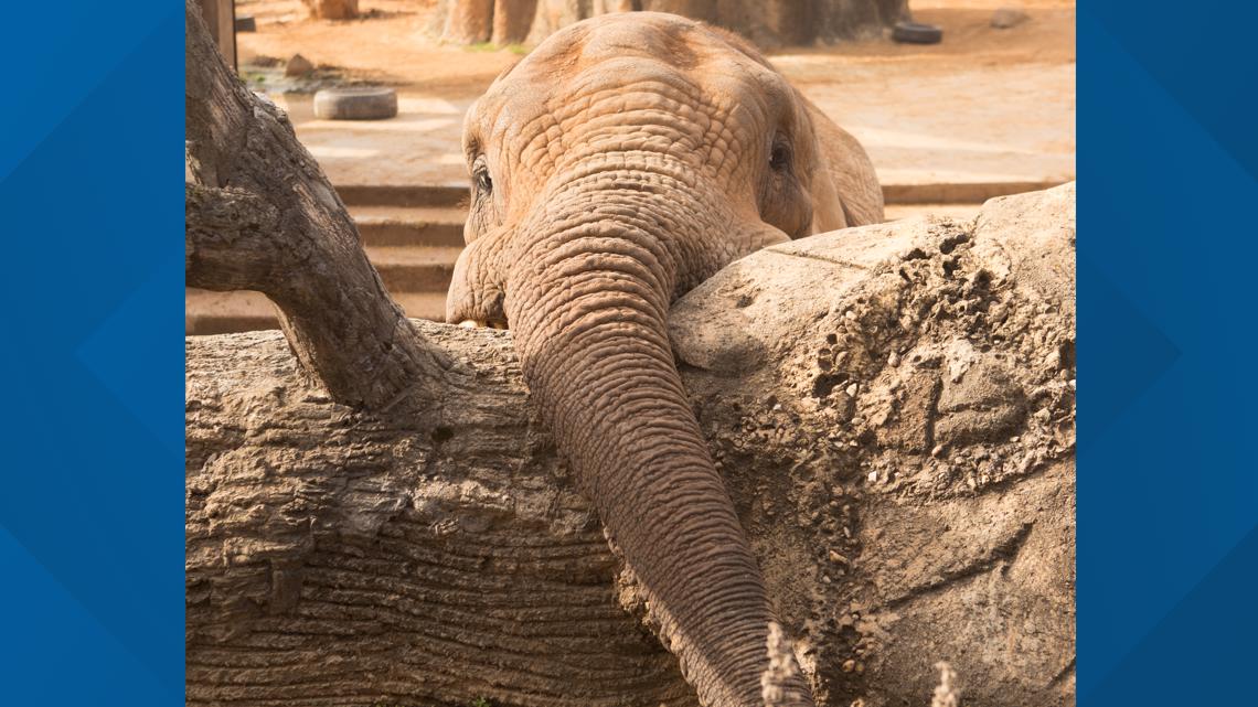 Zoo Knoxville euthanizes elephant | kens5.com