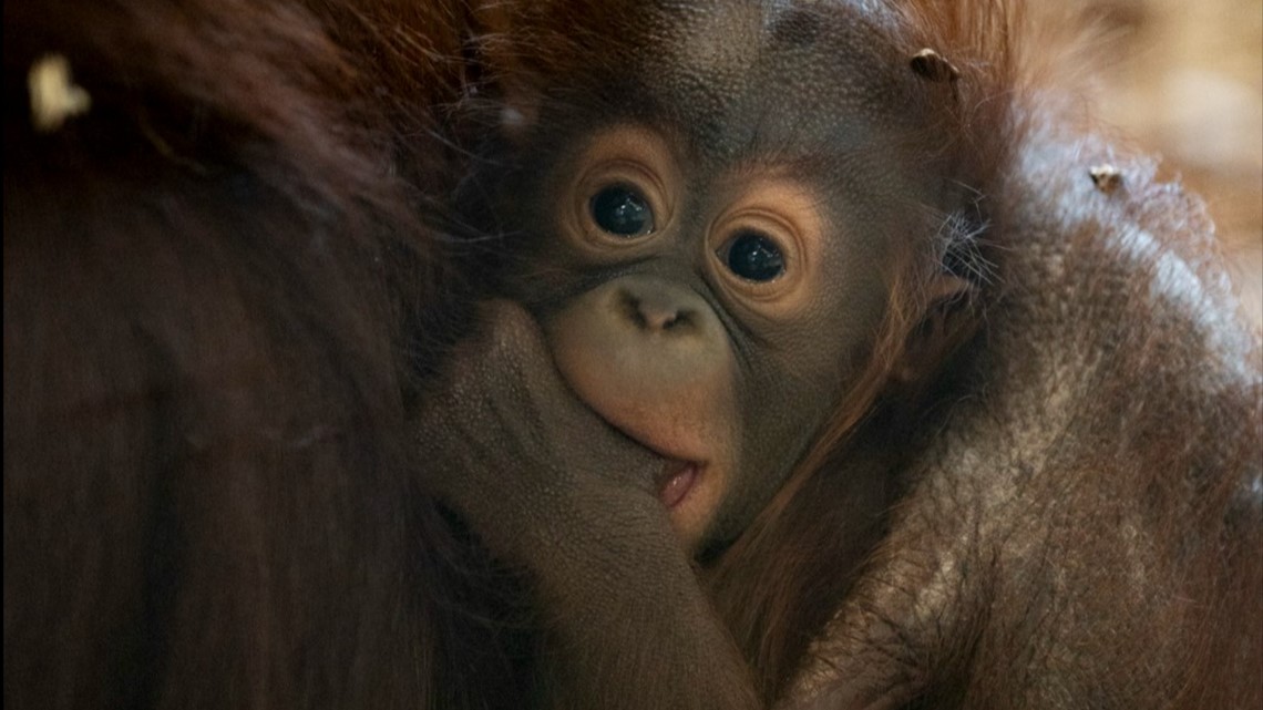 Newest baby orangutan at Columbus Zoo has a name - Vimarsana News