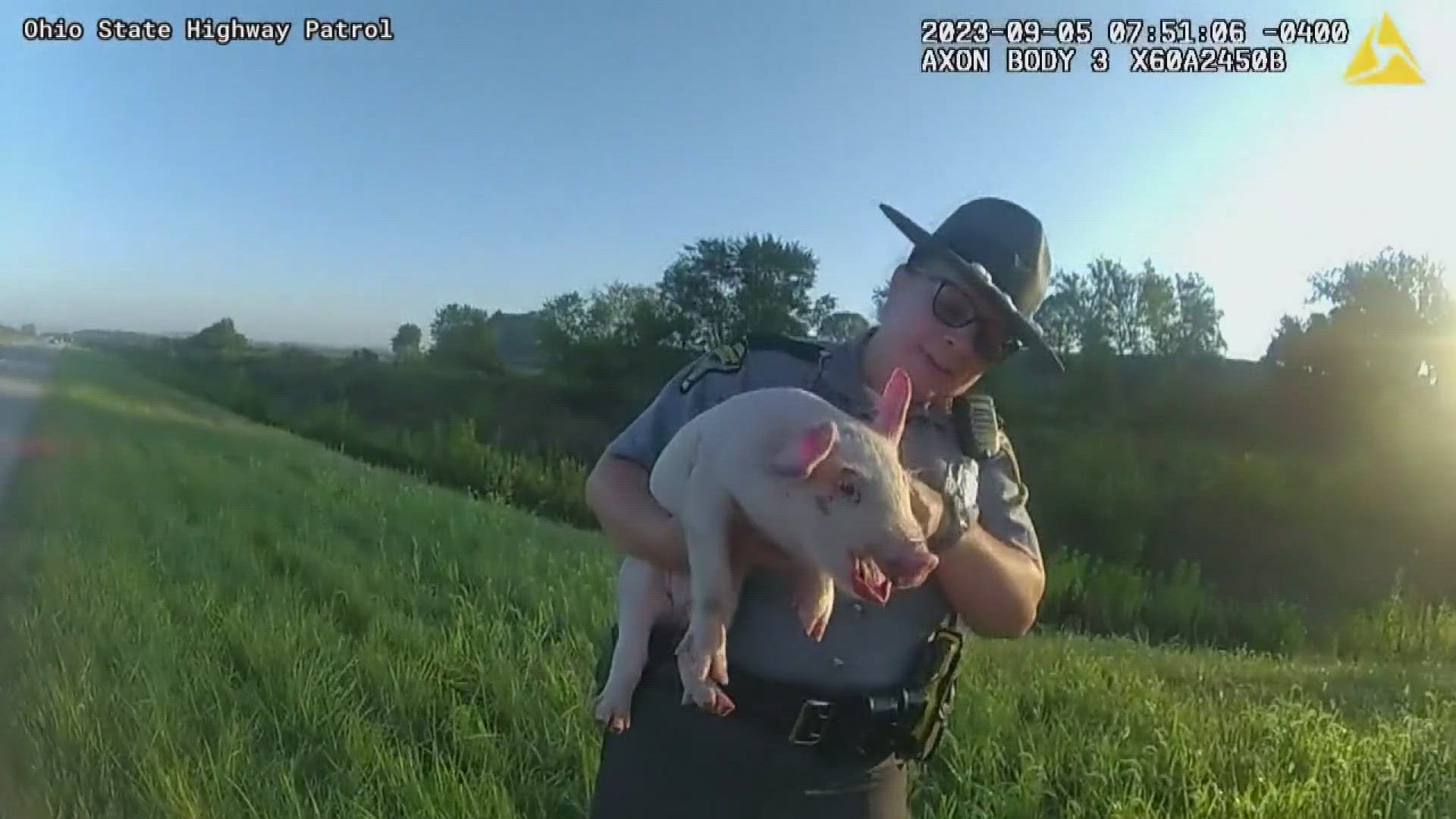 The Ross County Humane Society said the pig fell from someone's transport and ended up on the side of the road.