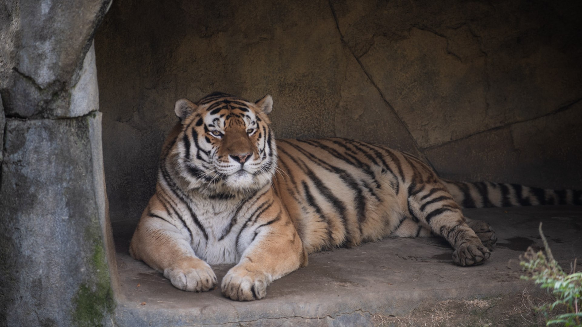 The tiger, named Jupiter, was reported to be acting sick by his care team on June 22.