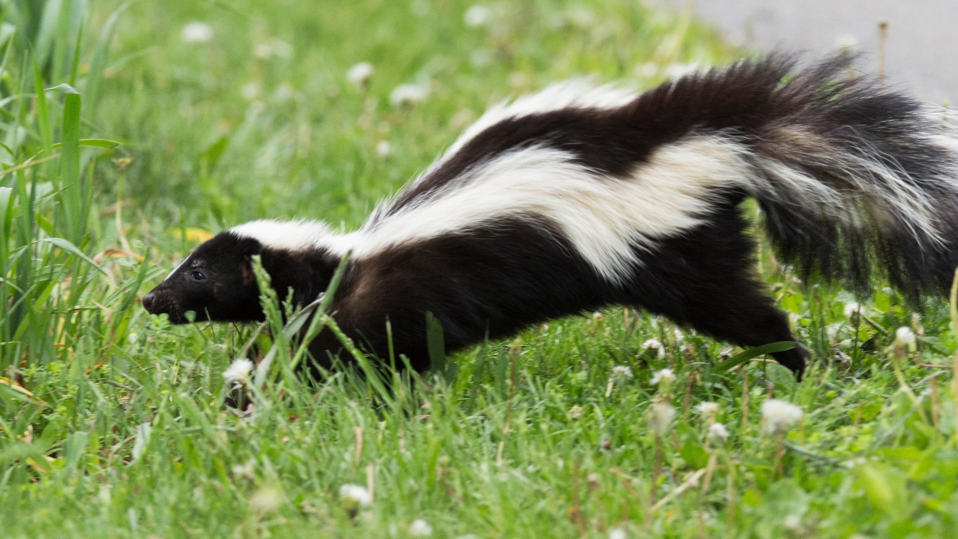Rabies case in San Antonio dog prompts warning after skunk encounter goes unrepo...