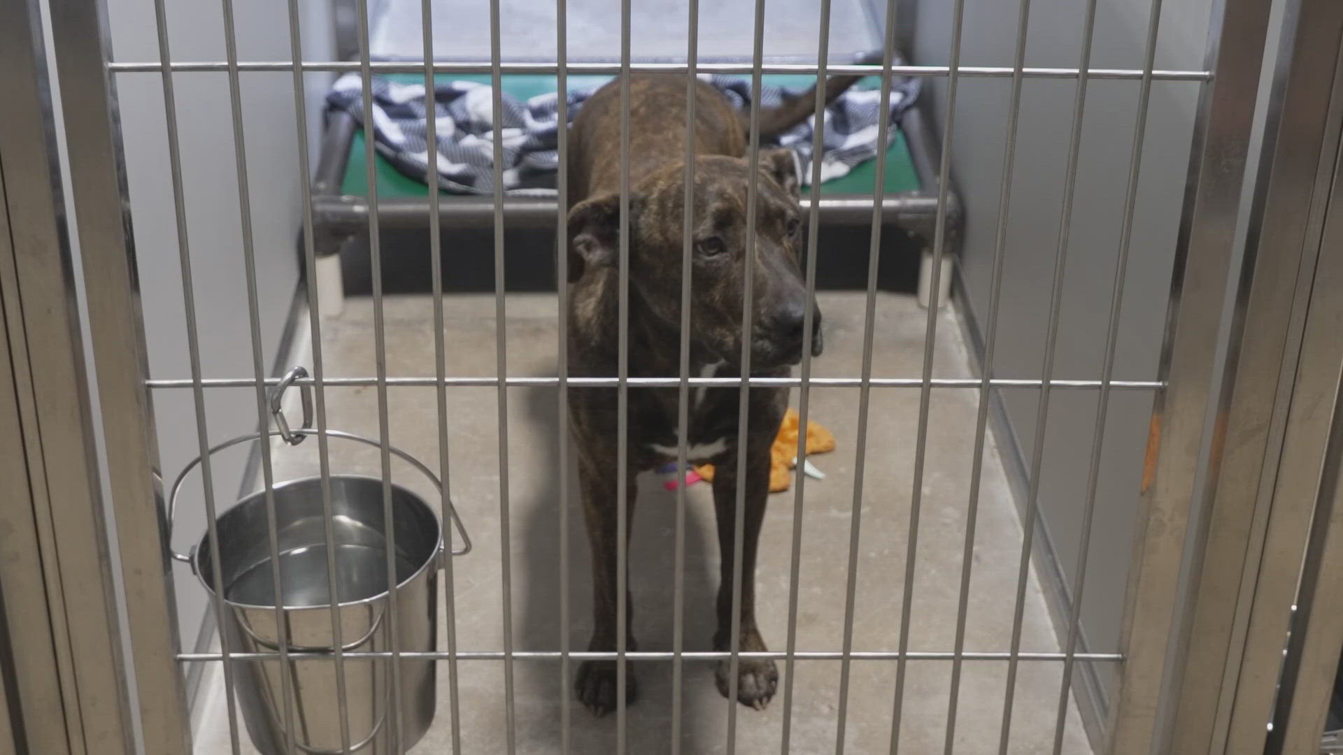Dog recovering after being shot in the face and left to suffer in North ...