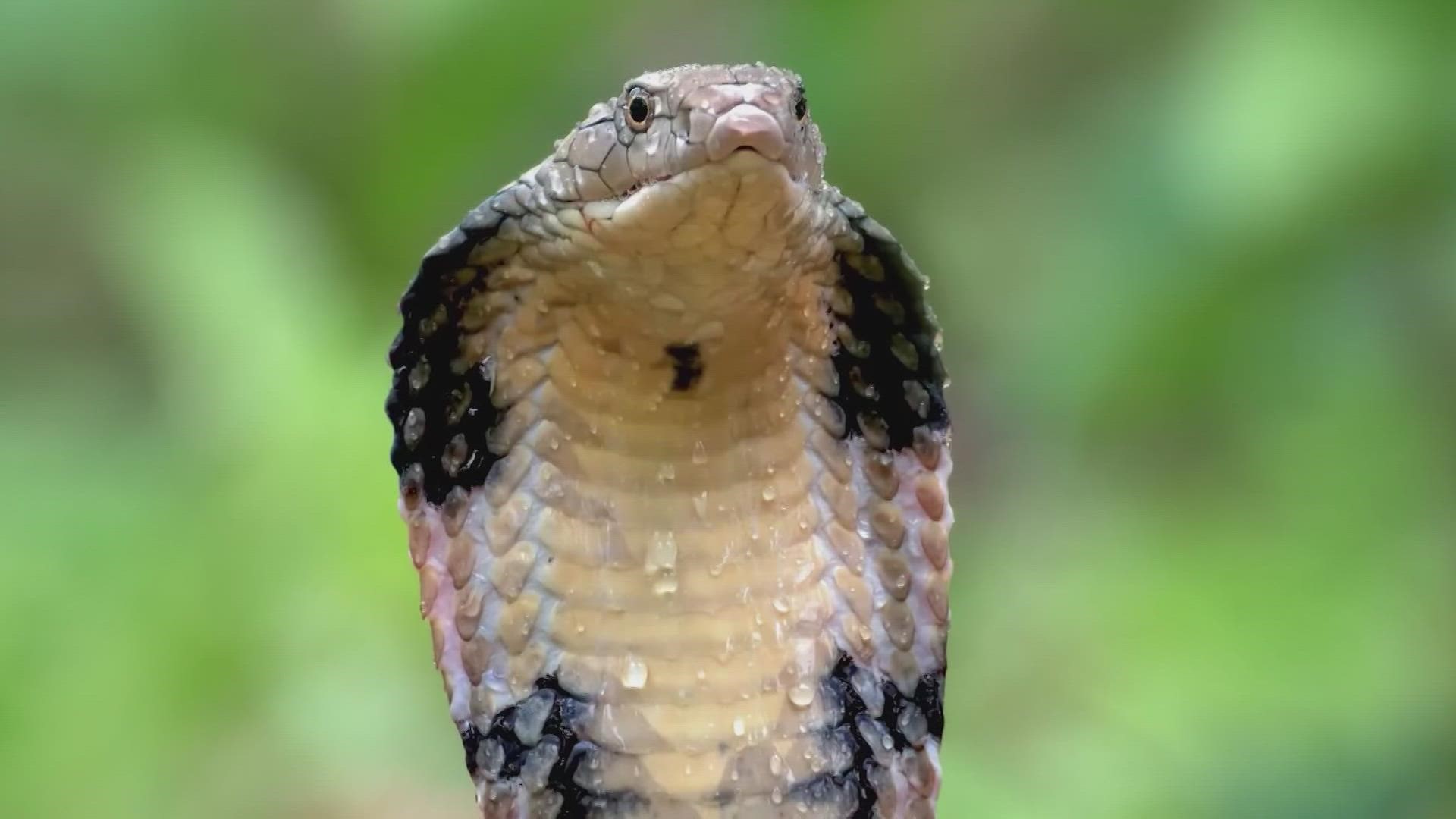 It's day three of the search and the missing West African Banded Cobra still hasn't been found.