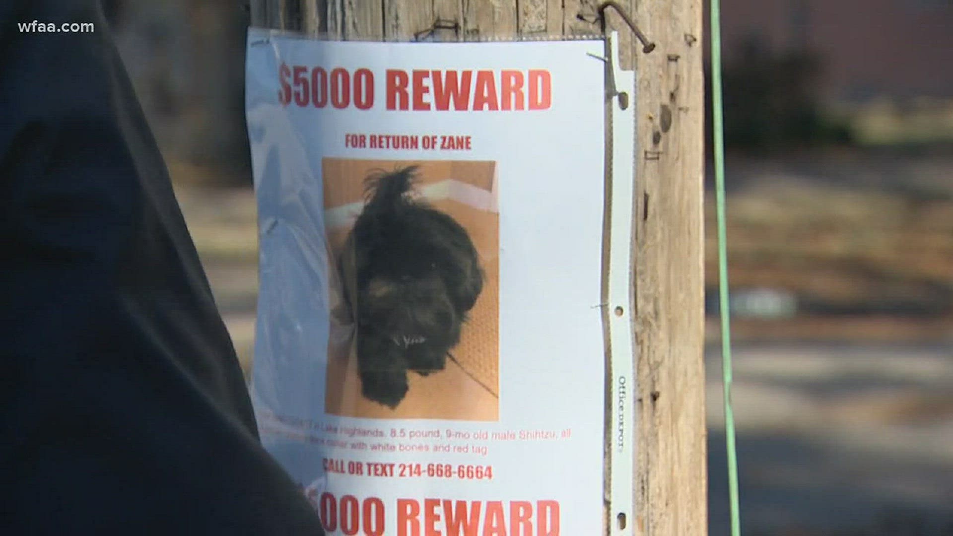 Dallas family hires private investigator to find stolen dog