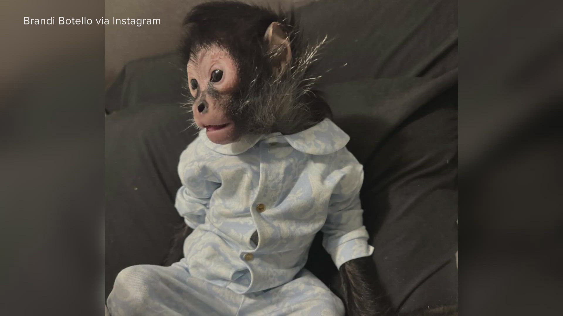 The nearly-3-year-old spider monkey was confiscated by police after a car crash in Dallas and is now at a wildlife sanctuary, officials say.