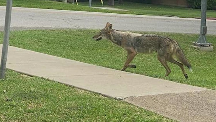 Coyote attack leaves 2-year-old in critical condition in Dallas, officials say