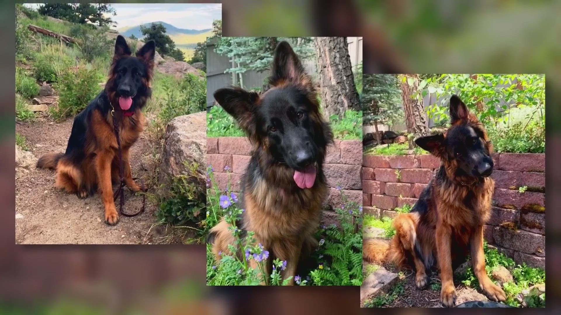 The Tarrant County District Attorney is reviewing claims made against 'K-9 Direction' after three dogs died under their care. The owner continues not to comment.