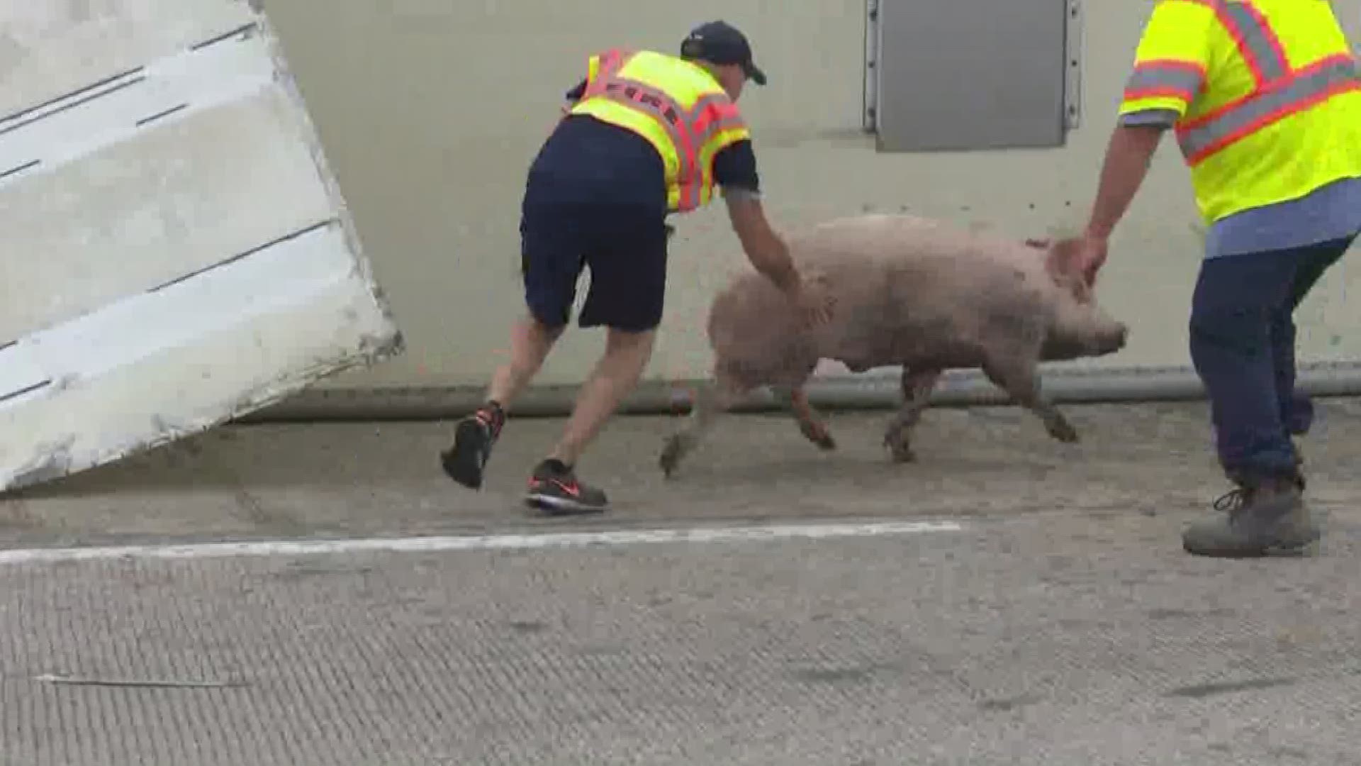 Pigs get loose on I-45 south of Dallas