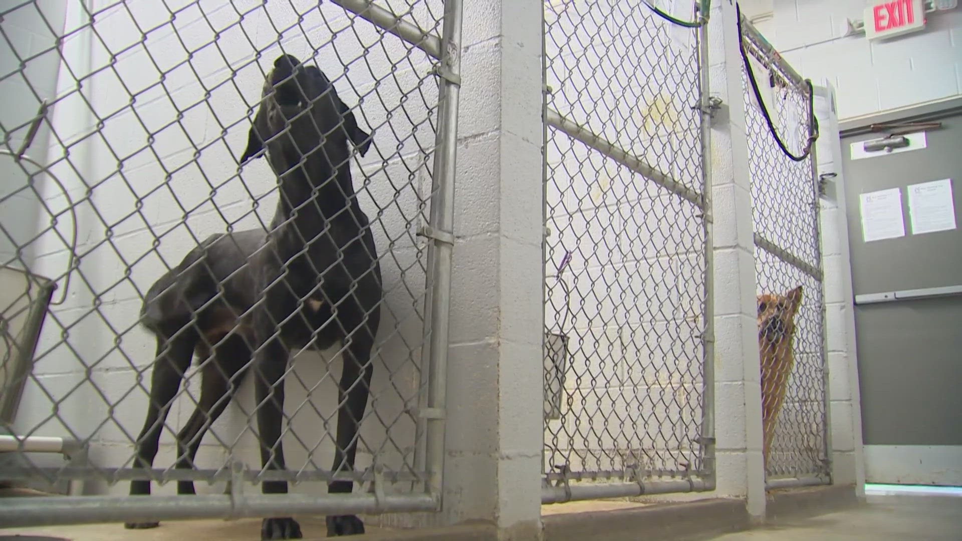 The Humane Society of North Texas (HSNT) is sounding the alarm on a rising problem: people abandoning animals in the sweltering heat.