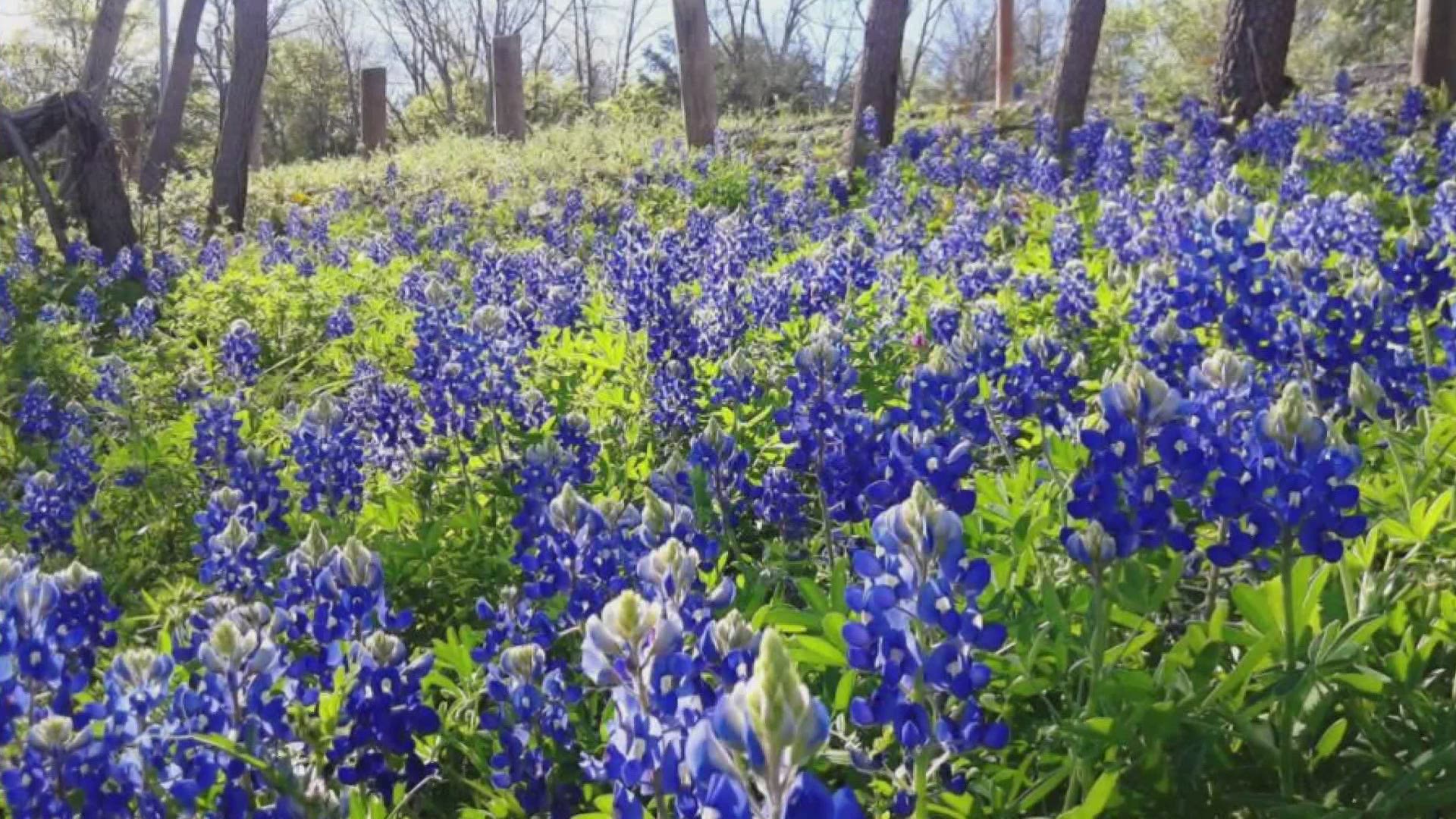 Despite that monster winter storm, the spring wildflowers in Texas are expected to be beautiful!