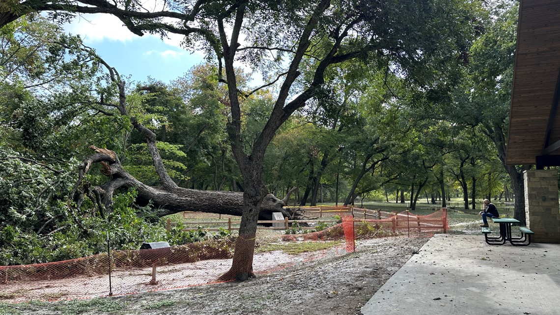 Oldest, largest tree in North Texas collapses - Vimarsana News