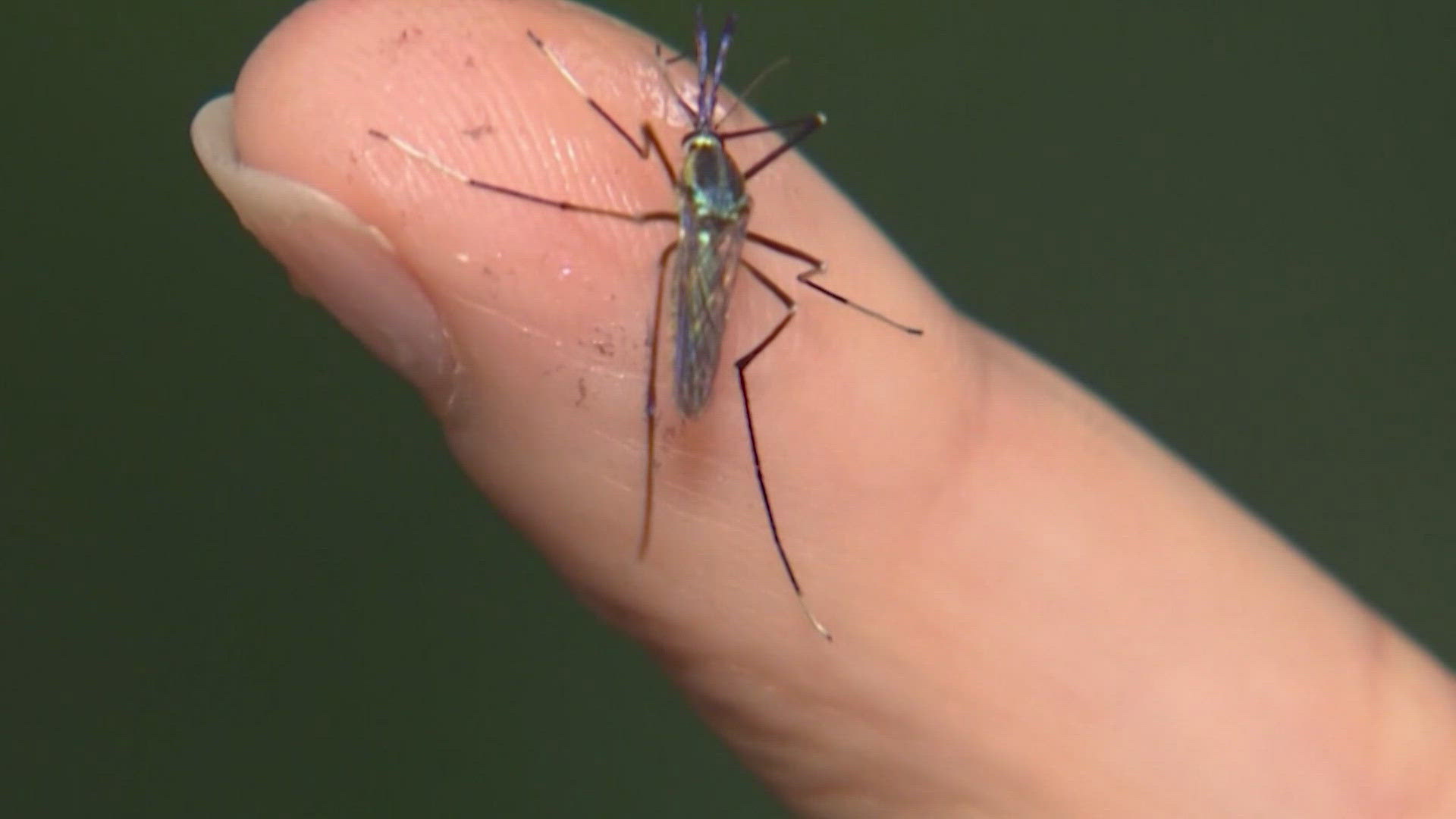 Mosquito samples in Dallas have tested positive for the West Nile Virus.