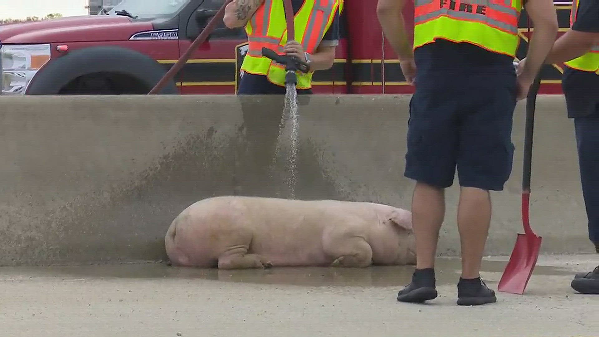 Watch: Officials cool pig off with water