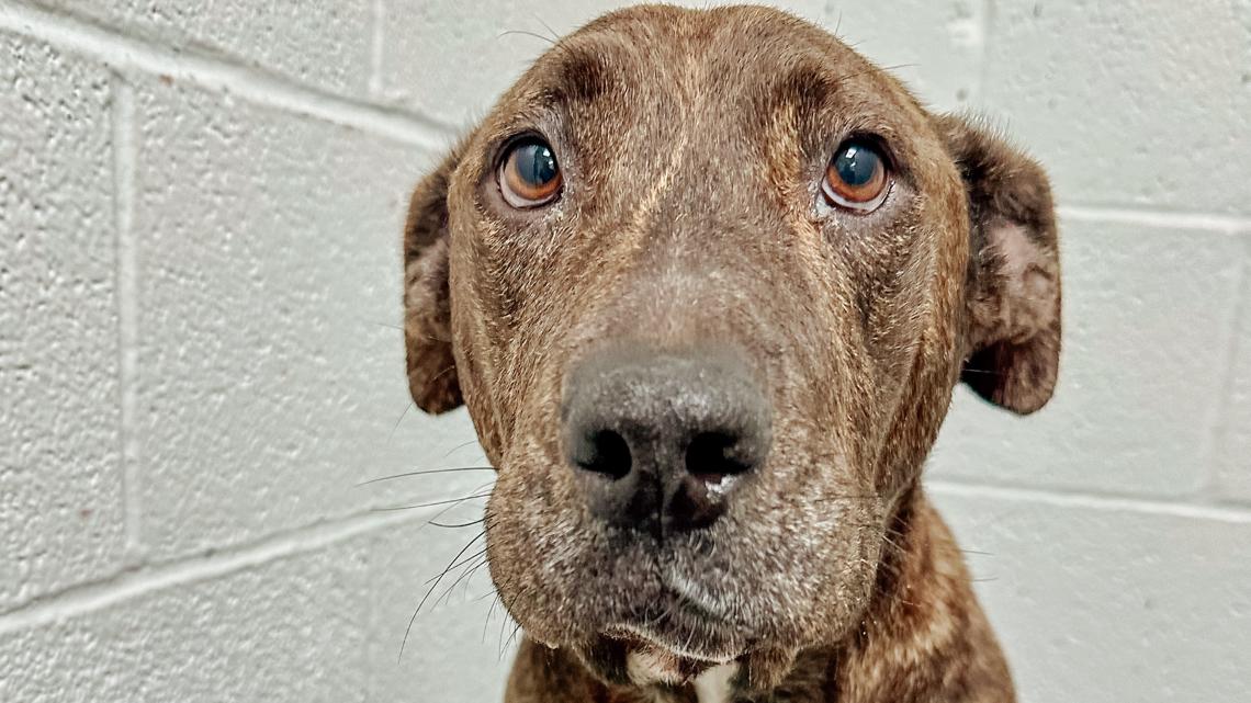 Dog recovering after being shot in the face and left to suffer in North ...