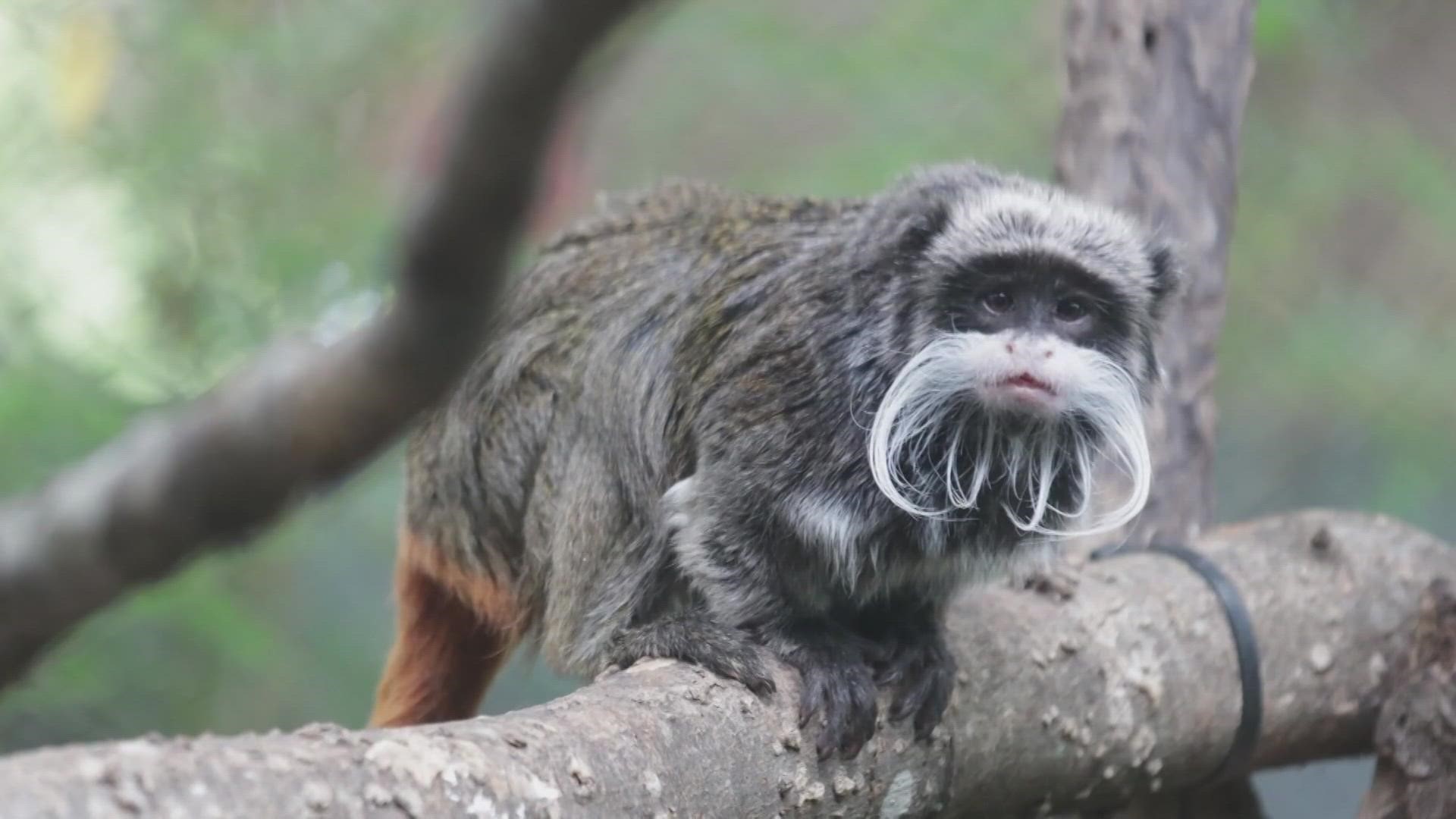 According to police, the man accused of stealing monkeys from the Dallas Zoo said he would do it again.