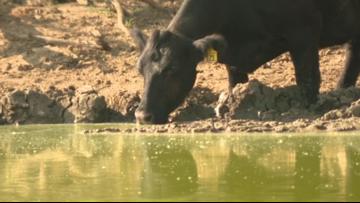 Beef prices rising as cattle counts plummet amid drought in Texas and Western US