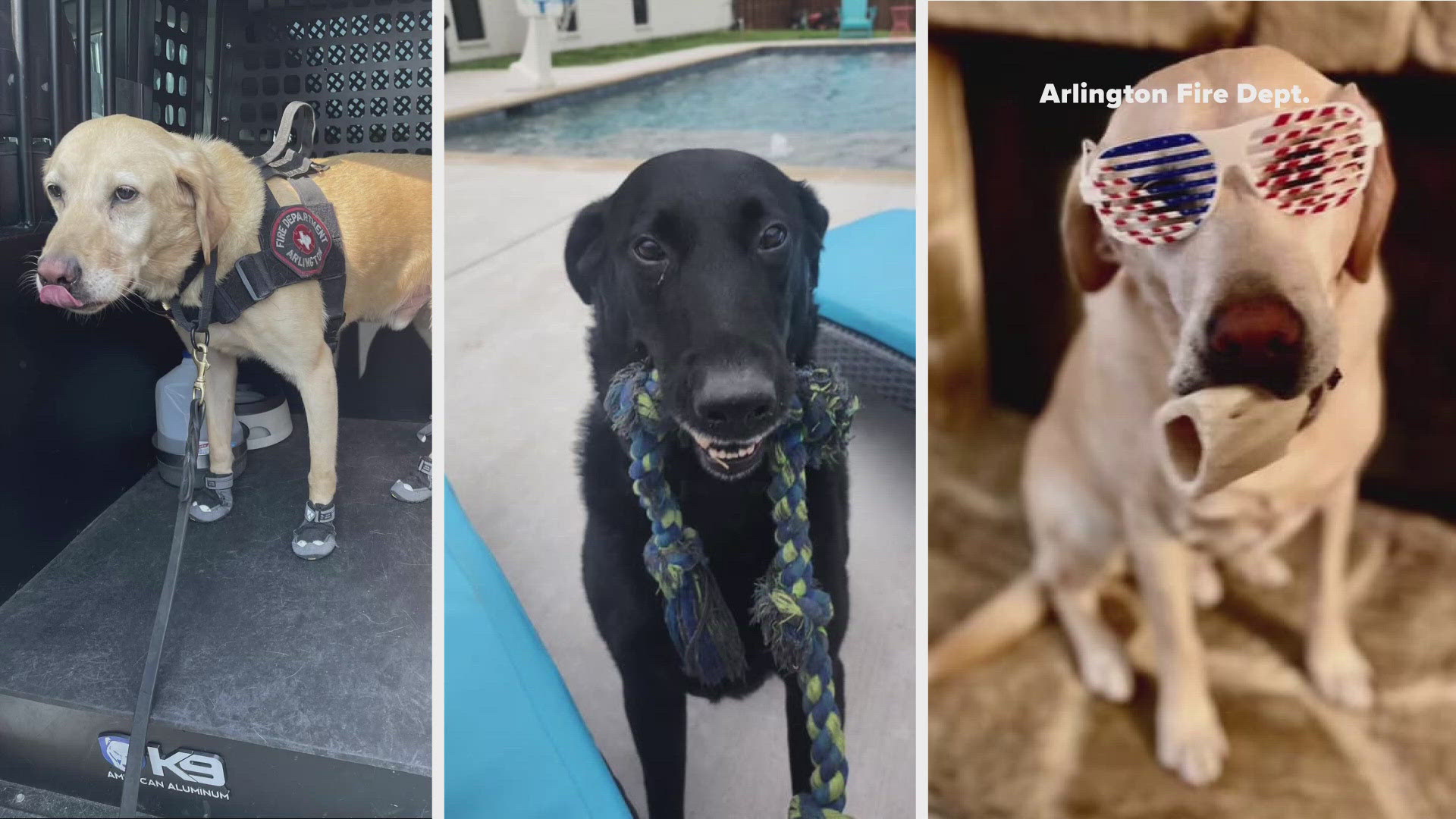 All three dogs served the Arlington Fire Department as explosion detection canines (EOD).