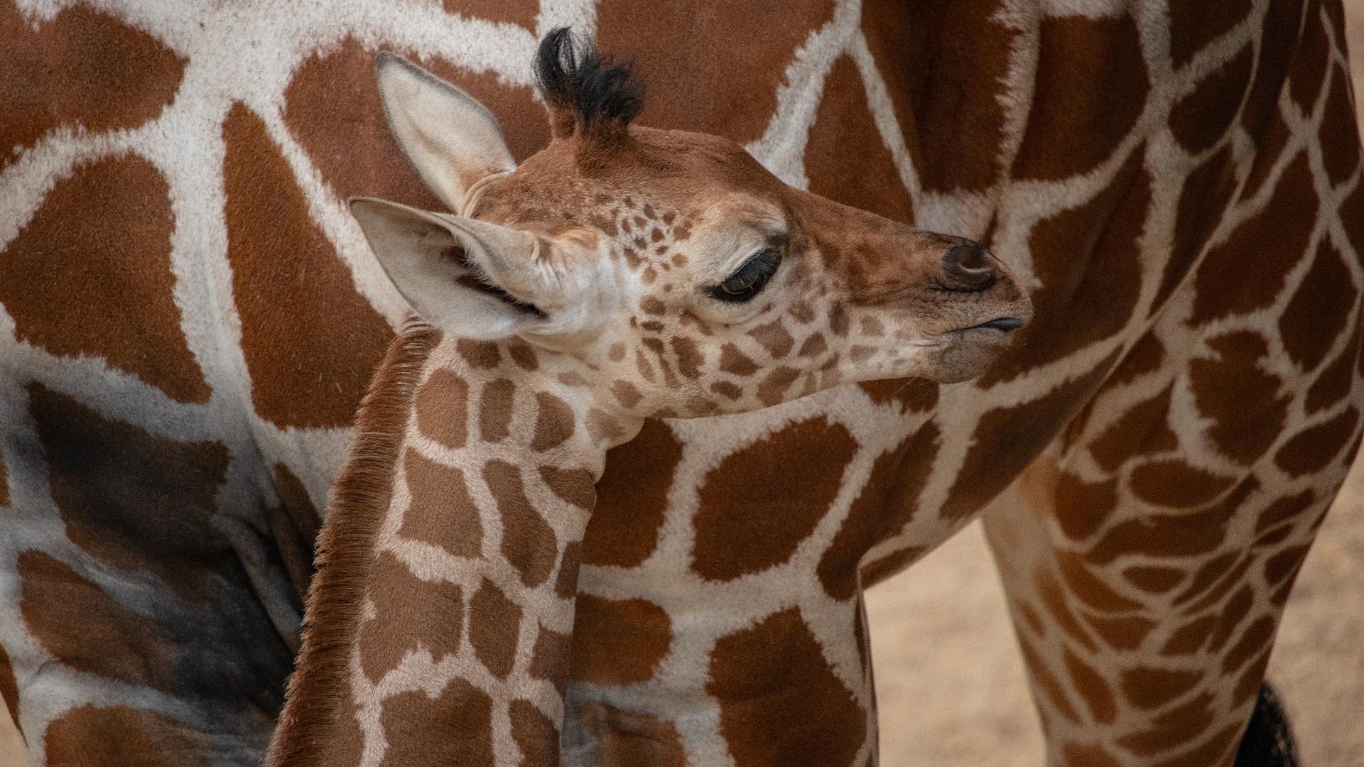 Baby Giraffe born at Dallas Zoo