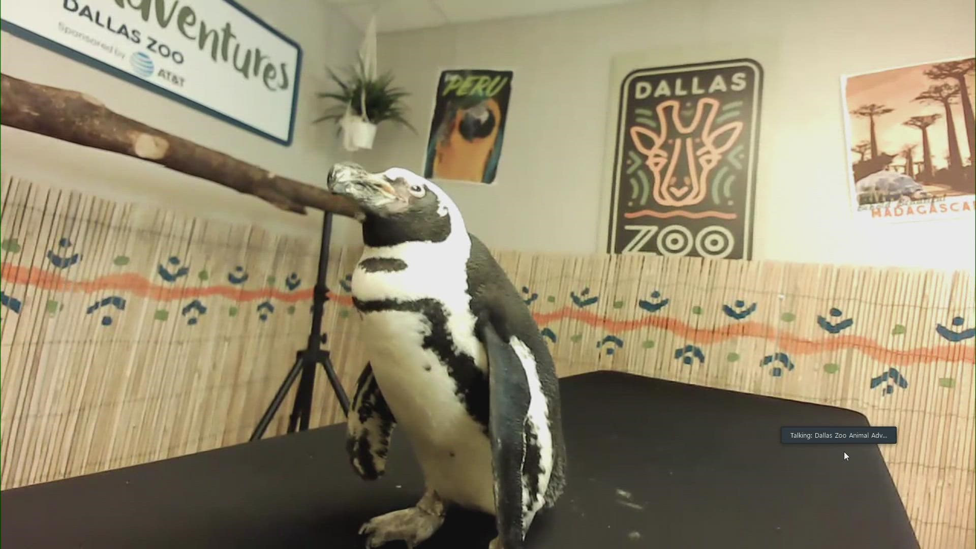 Learn more about the Dallas Zoo's penguins.