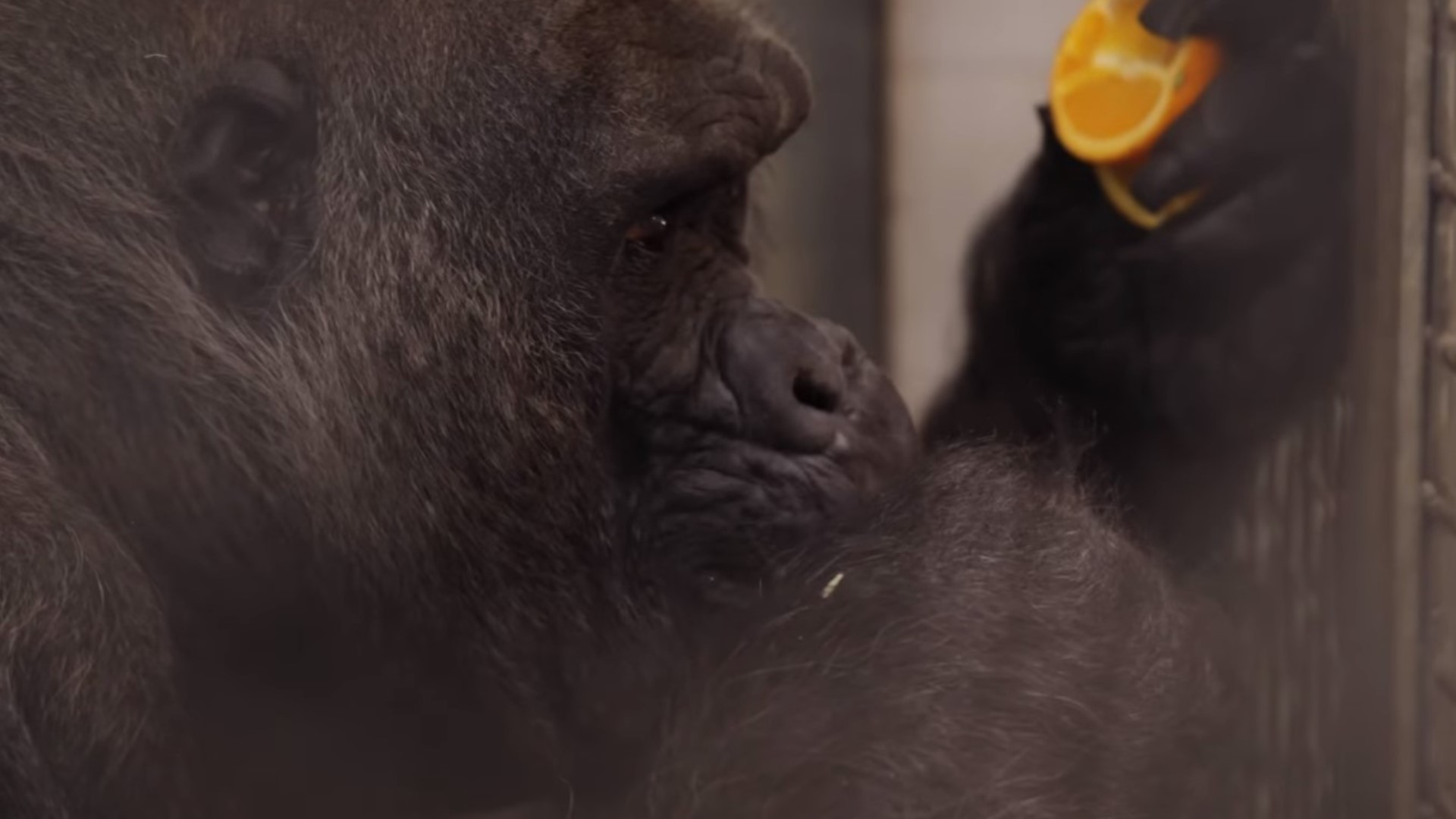 Fort Worth Zoo Silverback gorilla oldest in the world