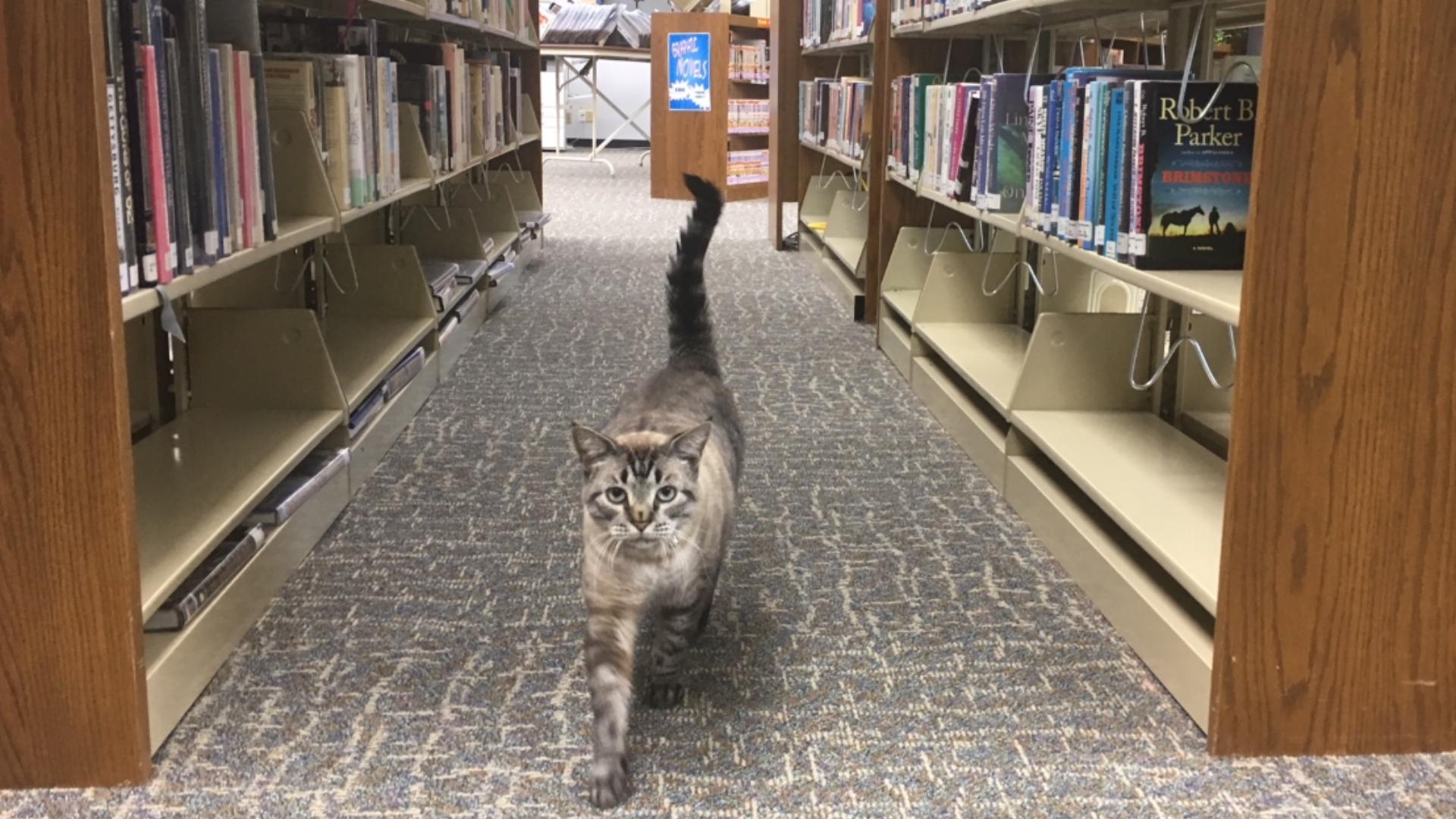 Beloved Texas library cat Browser dies at 15 | kens5.com