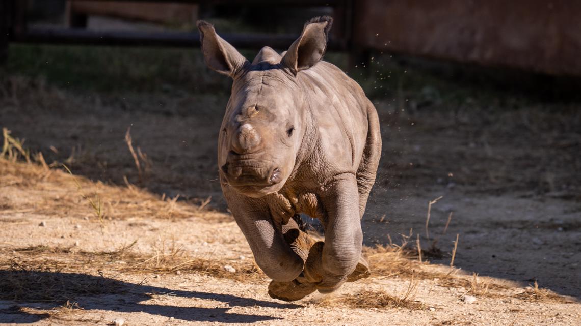 North Texas welcomes Turbo, the spirited new addition to Fossil Rim's rhino family