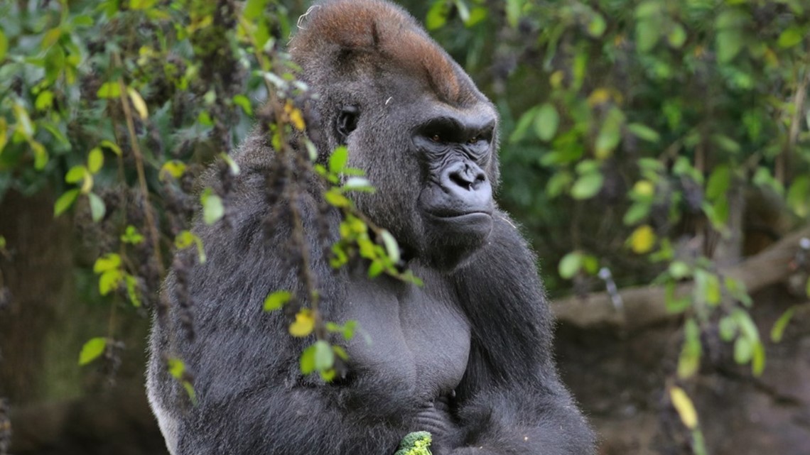 Gorillas are returning to the San Antonio Zoo | kens5.com