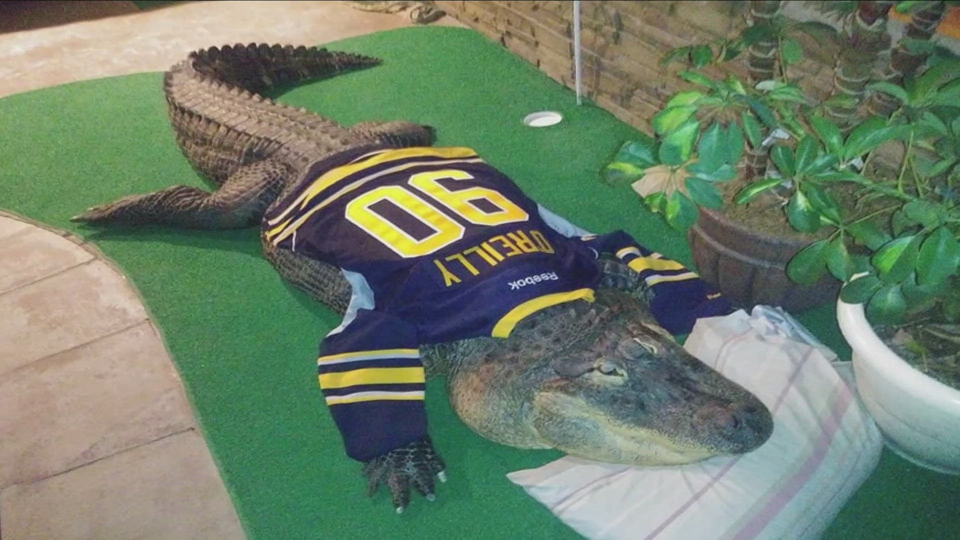 Albert the Alligator in Hamburg NY creates a buzz | kens5.com