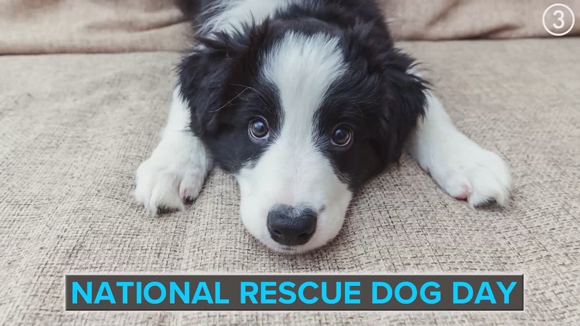 it-s-national-rescue-dog-day-wfmj