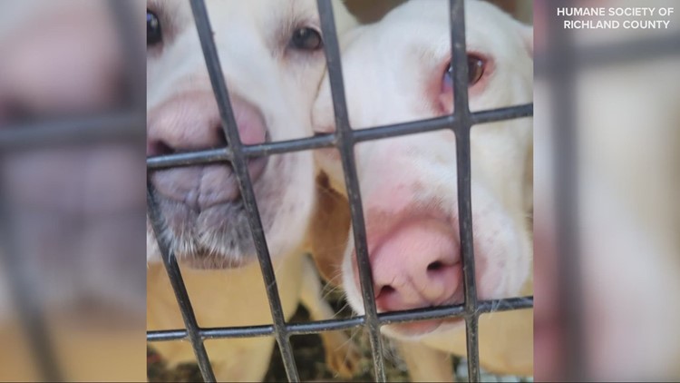 Sheriff: 2 arrested after 82 dogs found living in 'deplorable' conditions on Ohio property
