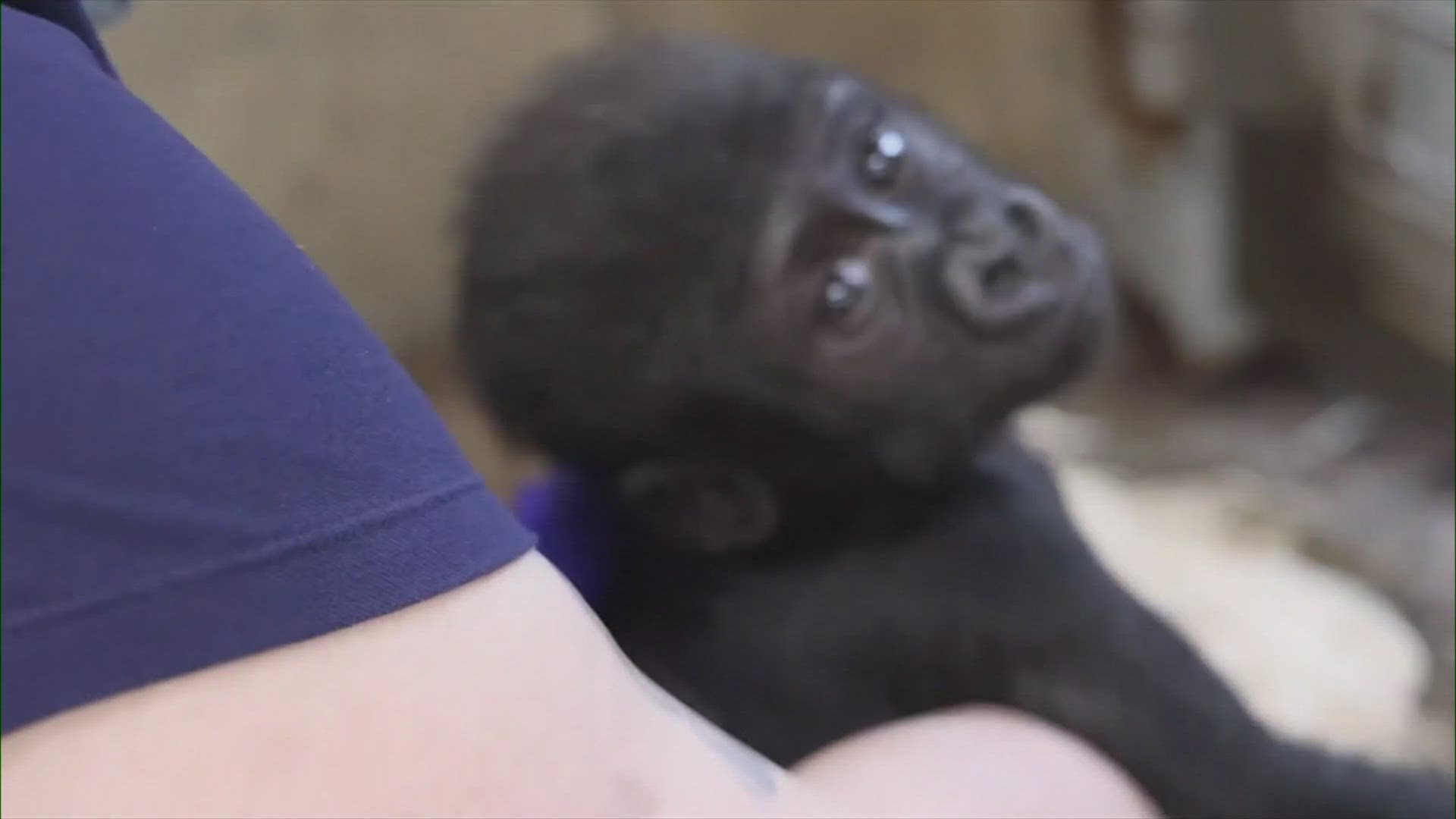 'She’s incredibly healthy. She’s very strong. We are keeping her next to the gorilla group at all times.'