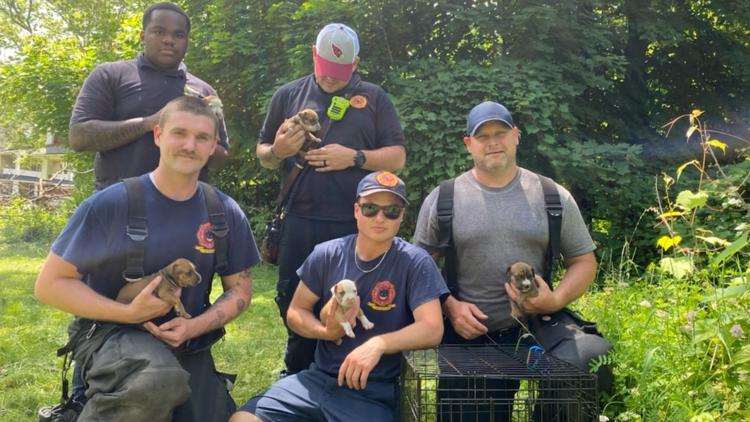 East Cleveland firefighters rescue puppies from collapsed garage