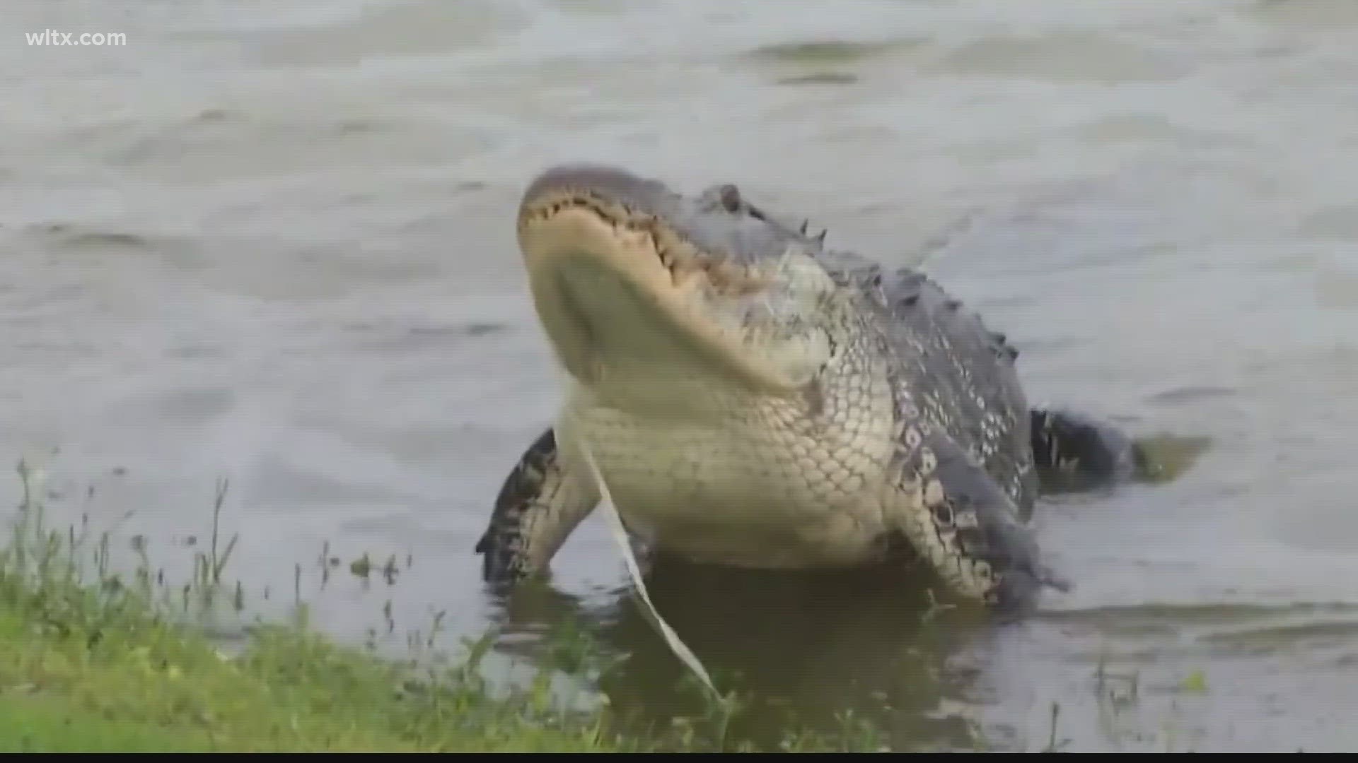 Many large alligators can be found in Lake Marion, that's according to wildlife experts.