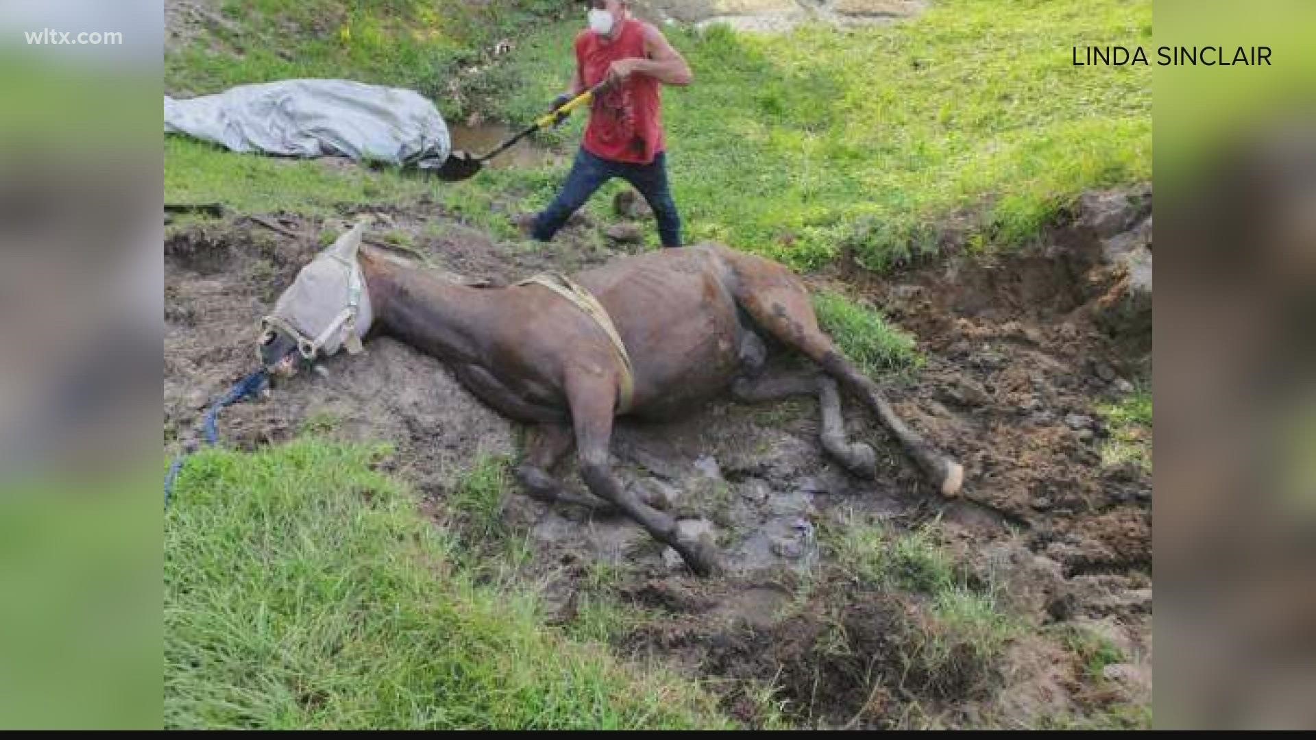 One horse in Pelion has lived to tell the tale.