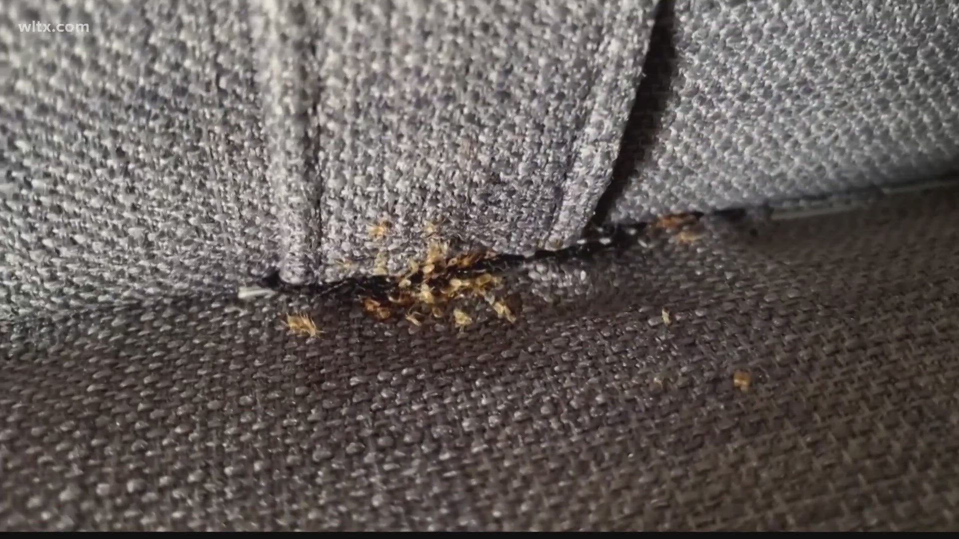 Horrified train passengers have shared videos of the insects on social media, prompting many travelers to pay extra attention before they sit down.