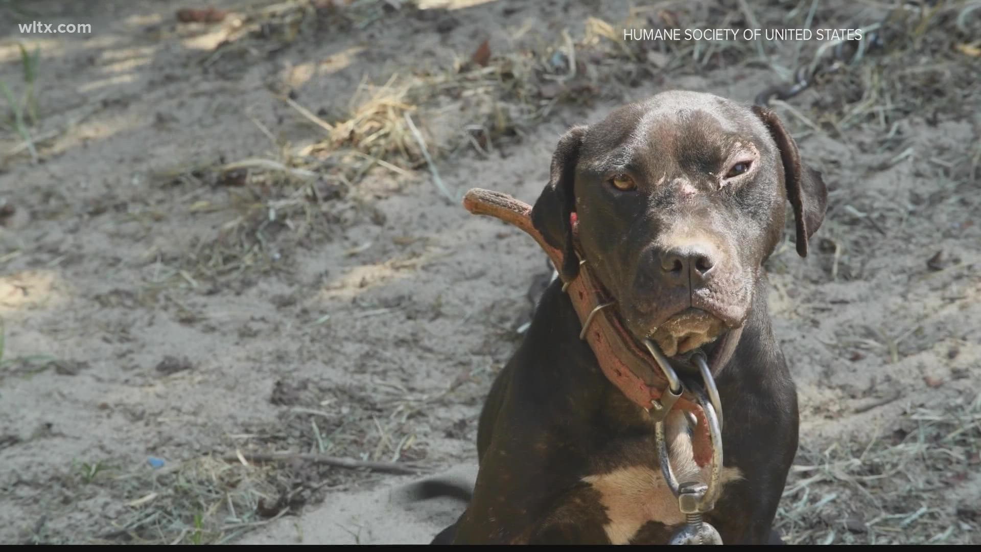 Law enforcement says it's the largest dog fighting ring in South Carolina broken up.