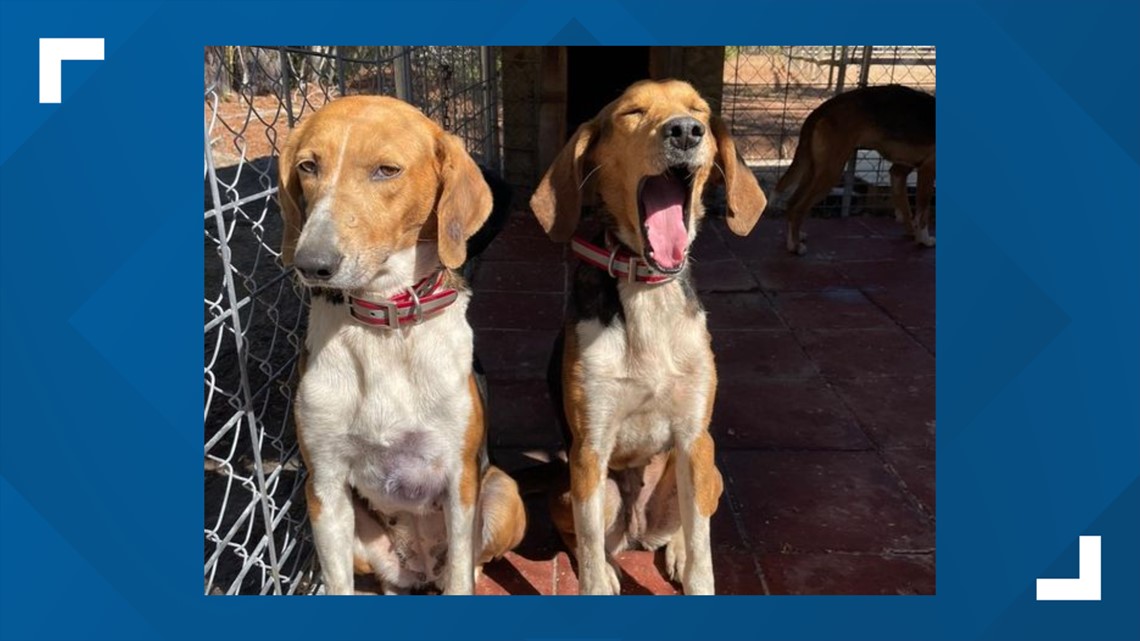 A look at South Carolina hunting dog protection laws - Vimarsana News