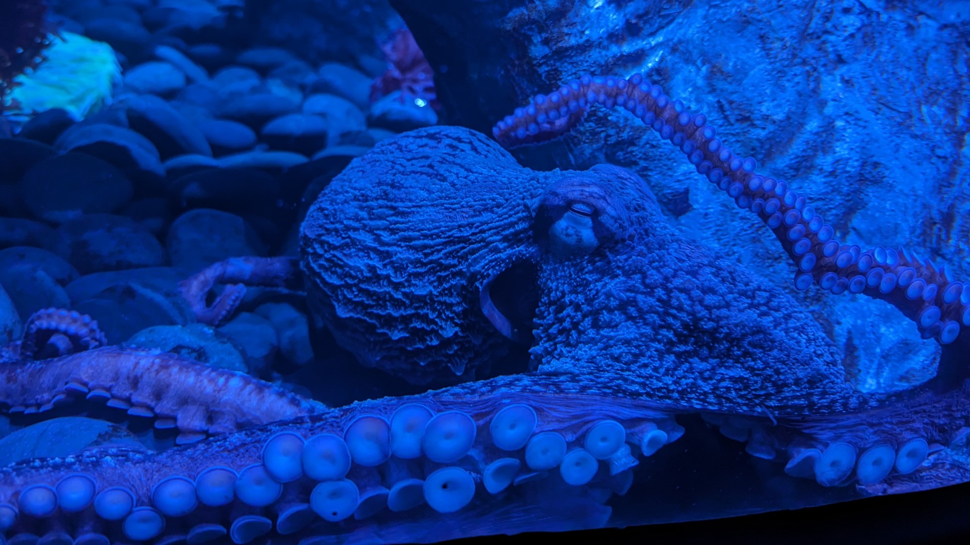Susan, a Giant Pacific Octopus, is now on display in Riverbanks Zoo's new Darnall W. and Susan F. Boyd Aquarium and Reptile Conservation Center (ARCC).