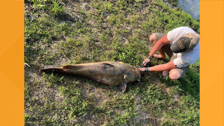 'River Monster': Iowa man catches 71-pound catfish