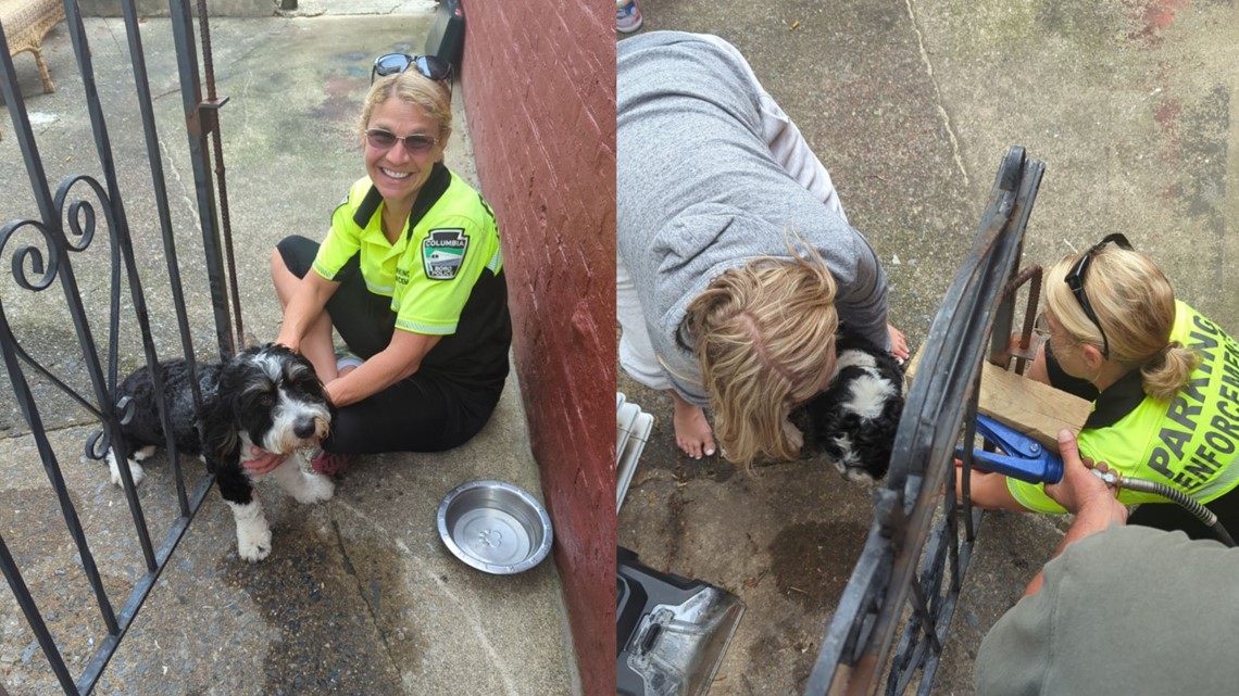 Borough employees rescue dog stuck in gate - Vimarsana News