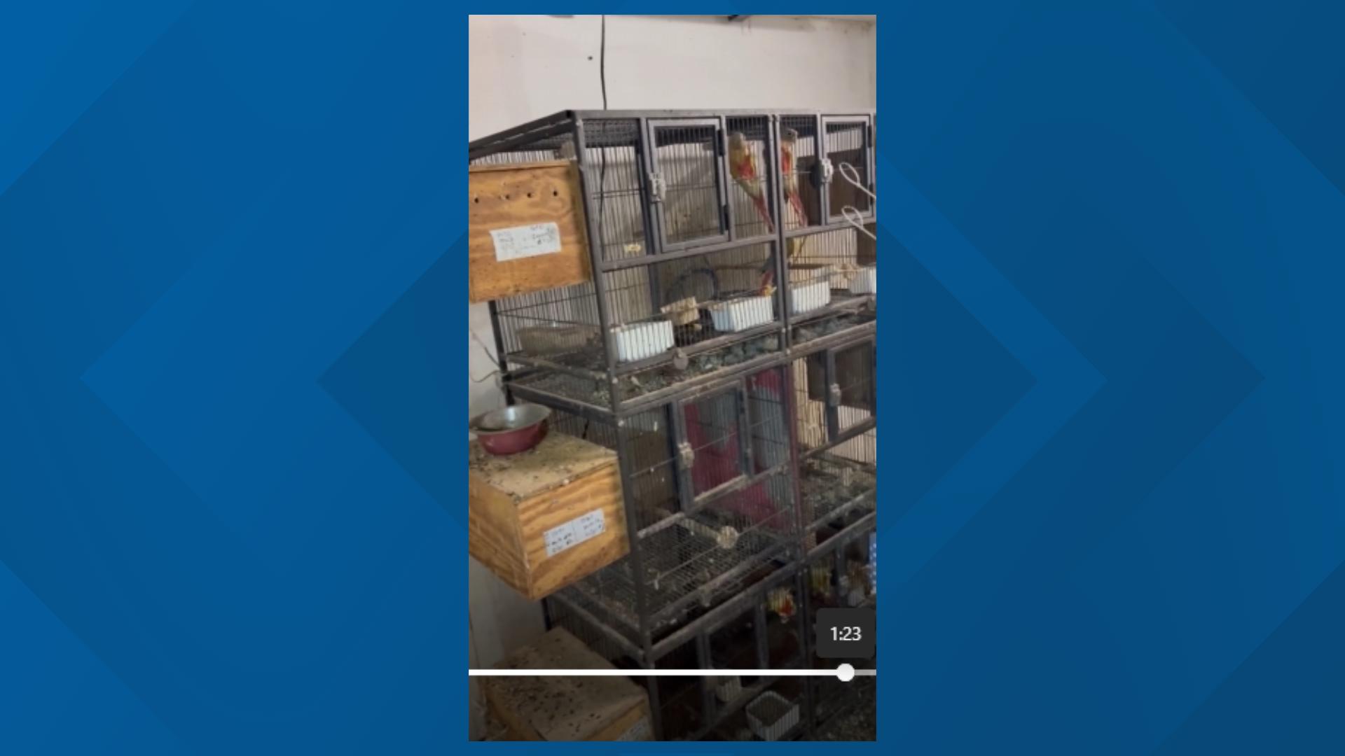 Jessica Berry took this video of the basement of the Bird Boyz store.