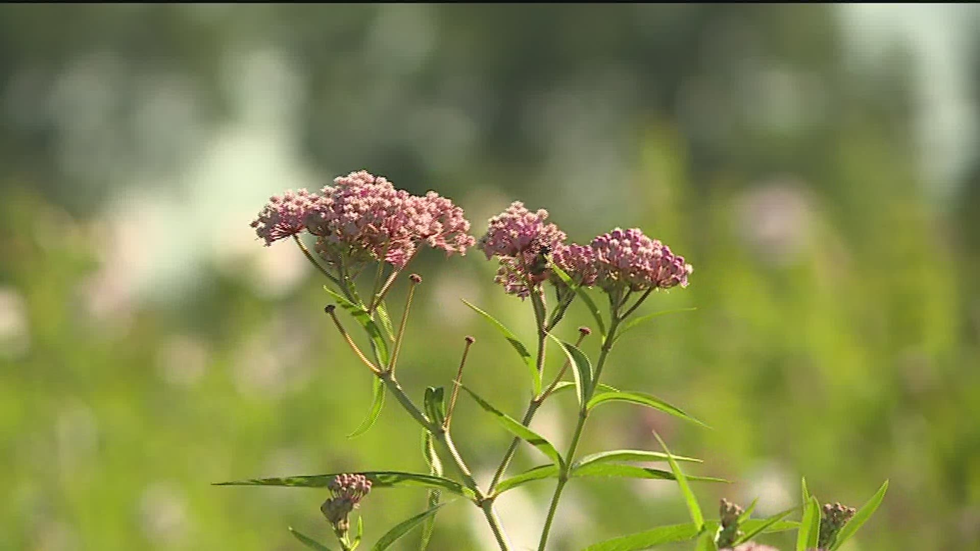 Nahant Marsh building future for endangered species | kens5.com