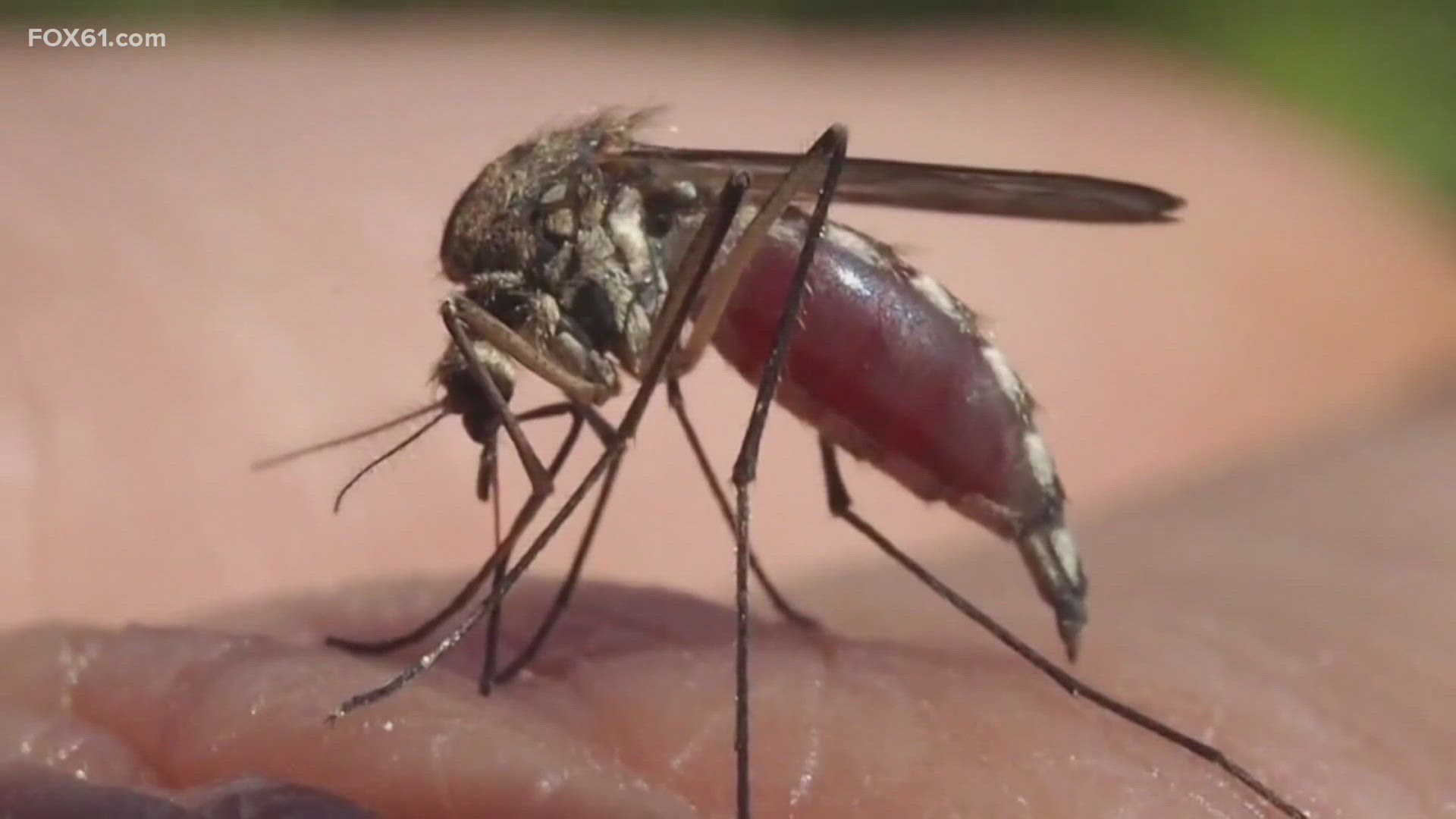 The state's Department of Health has announced the first human case of West Nile Virus of the season. A woman in New Haven County tested positive but is doing well.