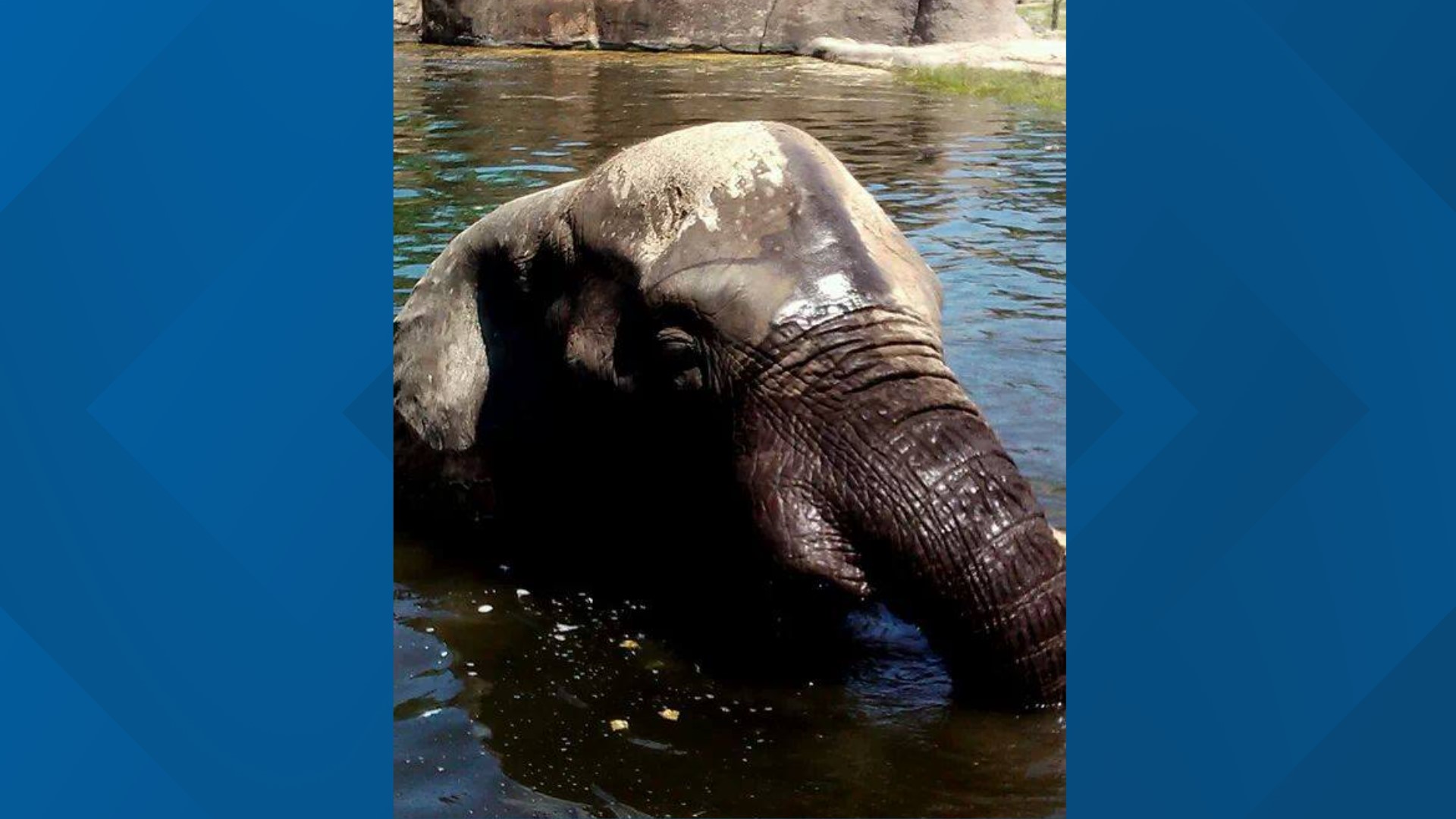 Elephant once owned by Michael Jackson recovering in Jacksonville