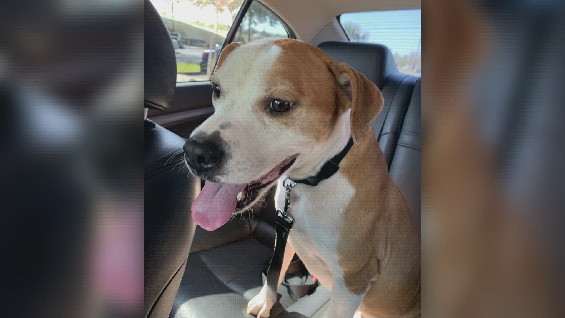 Family upset after neighbor shoots rescue dog in Jacksonville