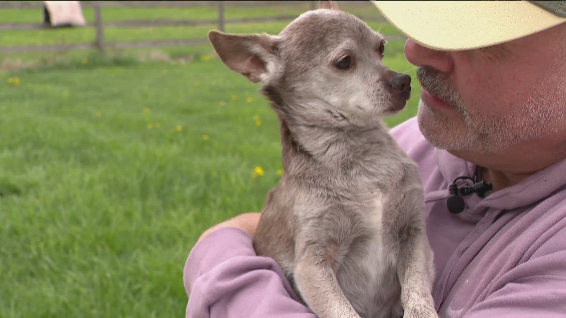 Tom Pappas of Ottawa Lake networks with dog shelters across the Midwest, adopting their oldest residents and giving them a place to spend their final years.