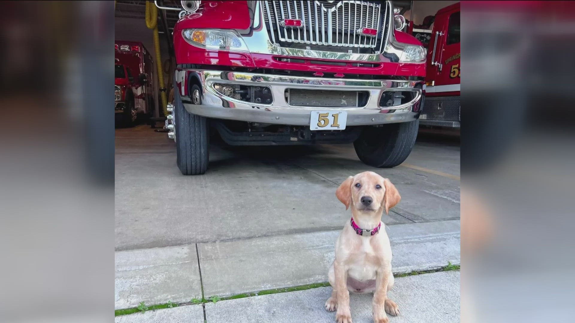 K9 Applesauce passed her human remains detection certification on her very first try on Friday.