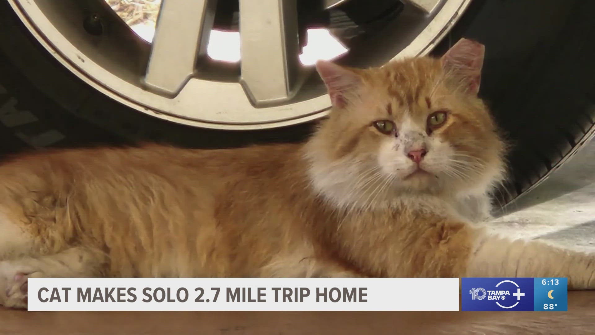 George the cat was at SPCA Florida to get neutered but when his caregiver went to pick him up, he had escaped his cage and disappeared into the woods. 