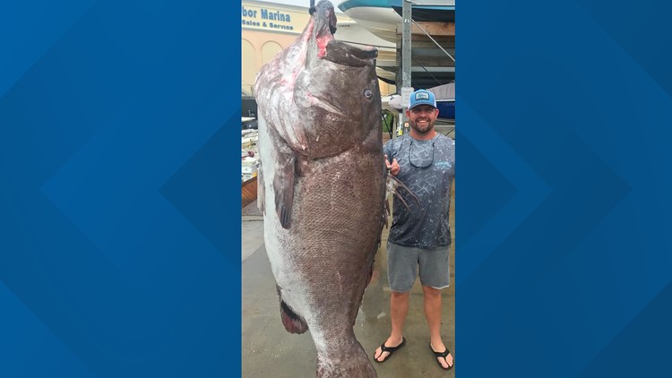 'A big old fish!': 350-pound grouper caught in Southwest Florida