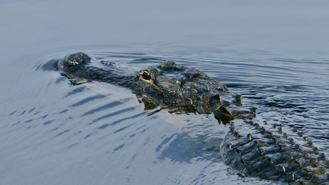 Alligator missing part of its upper jaw rescued in Florida - Vimarsana News